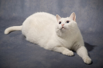 white cat on a blue background