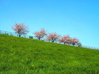 Obraz premium 江戸川土手の満開の桜並木風景