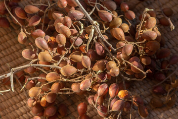 Velvet tamarind (Dialium cochinchinense) african wild fruit locally known as Tindziva, Awin, Icheku or Tsamiyar Kurm 