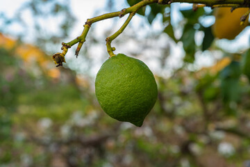 lemon on tree