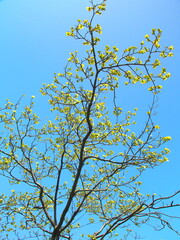 花をつけ始めた花水木と青空