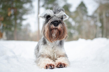 Cute gray dog miniature schnauzer in winter park or forest. Happy pepper with salt color  puppy in snow 