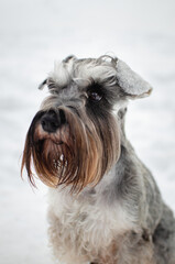Cute gray dog miniature schnauzer in winter park or forest. Happy pepper with salt color  puppy in snow 