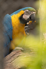 Blue and Gold Macaw in Zoo