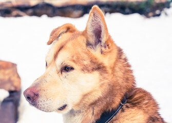 Close up of a yellow and orange Alaskan husky sled dog resting in the kennel.