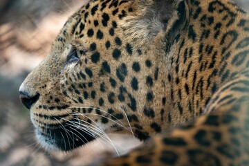 Fototapeta na wymiar Common Leopard Head Portrait