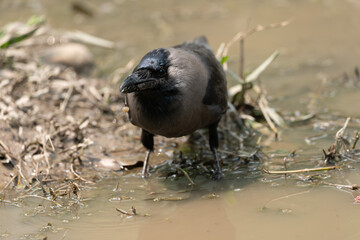 House Crow Drinking Water