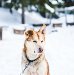 Close up of a yellow and orange Alaskan husky sled dog resting in the kennel.