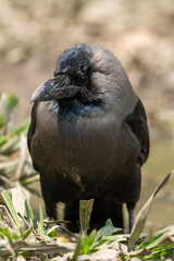 House Crow Portrait