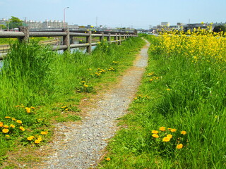 Fototapeta premium 春の蒲公英と菜の花咲く小道のある放水路土手風景