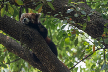 Red Panda Waving its Paw