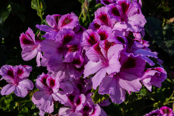 flowers in Mallorca at springtime