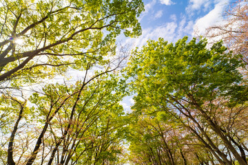 新緑と青空の風景