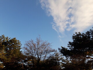 simple fine trees and sky image.