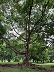 Baum in Sri Lanka