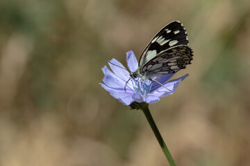 one butterfly on a flower