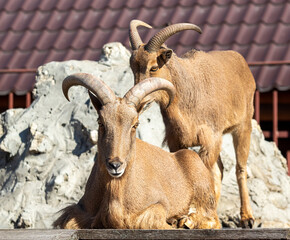 Mountain goat lies by the cliff nature