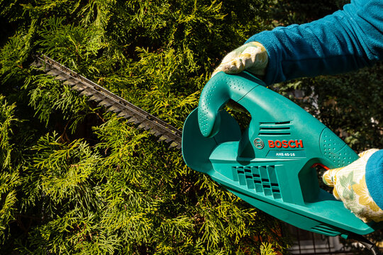 Pruning young leaves of evergreen western Thuja occidentalis Smaragd Variegata with Electric hedge trimmer BOSCH AHS 45-16. Close-up. Pruning of leaves on bushes. Krasnodar, Russia - 07 April 2021