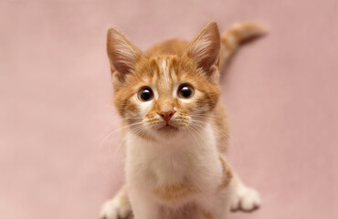little playful red kitten looking into camera