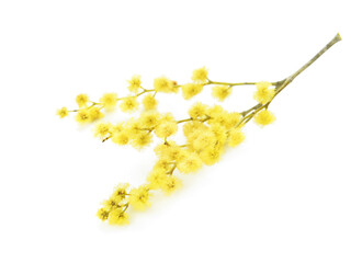 Beautiful mimosa flowers on white background