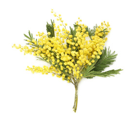 Beautiful blooming mimosa branches on white background