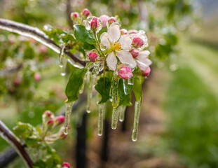 delicate apple blossoms covered with a sparkling layer of ice. Apples flowers in spring