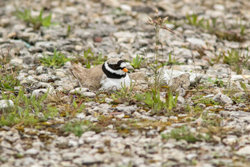 Well camouflaged bird, common ringed plover (Charadrius hiaticula), incubating its eggs in the nest on the stony coast of the Baltic Sea at Saaremaa island, Estonia