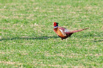 view of pheasant in the wild