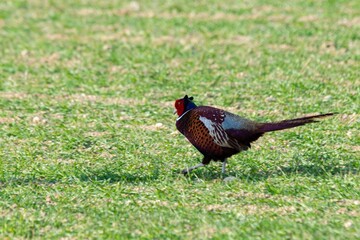 view of pheasant in the wild