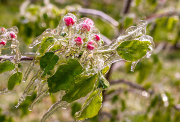 delicate apple blossoms covered with a sparkling layer of ice. Apples flowers in spring