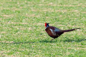 view of pheasant in the wild