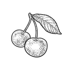 sweet cherry sketch raster illustration