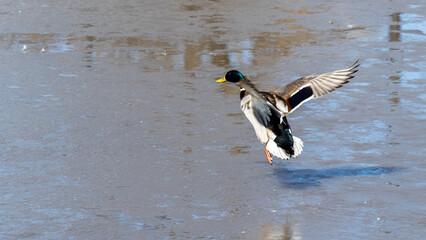 wild ducks on the spring pond