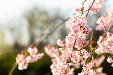 Pink cherry blossoms sakura