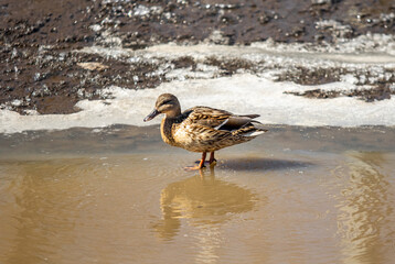 wild ducks on the spring pond