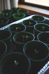 Tomato plant seedlings growing in small pots. Farming and agriculture in Ontario, Canada. 