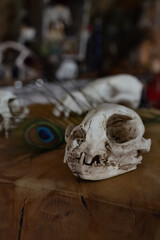 Still life with cat skull and peacock feather. Halloween and magic still life.