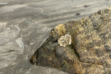 Tiny seashells on a stone at low tide on the shores of the Barents Sea, Russia.