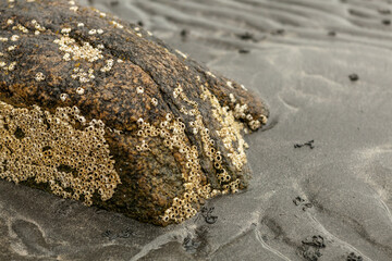 Tiny seashells on a stone at low tide on the shores of the Barents Sea, Russia.