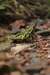 grasshopper on a branch