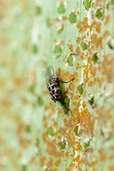 spider on a leaf