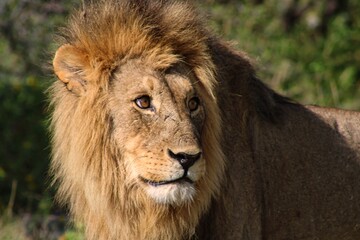 Portrait of a Lion at Etosha National Park in Namibia 