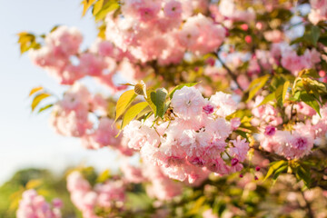 Yellow-red tulip blooms on a flower bed against a background of black earth on a summer sunny day