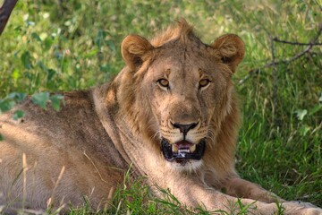 Obraz na płótnie Canvas Portrait of a Lion at Etosha National Park in Namibia 
