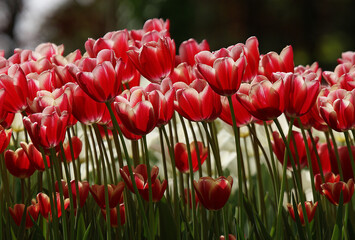 Fototapeta premium Fascinating, close up shot of pink tulip flower in a garden.