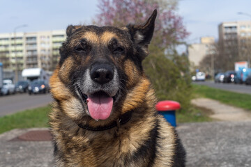 german shepherd portrait