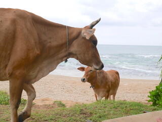 Kühe am Strand von Sri Lanka