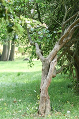 intertwined trees in the park in Rzucewo