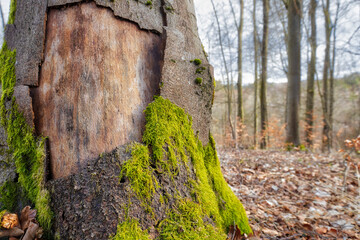 Waldsterben im Harz Buchen