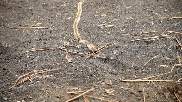 nature in Sicily a row of pine processionary caterpillars in Etna Park
